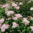 Tavolník japonský 'Alpina' - Spiraea japonica 'Alpina'