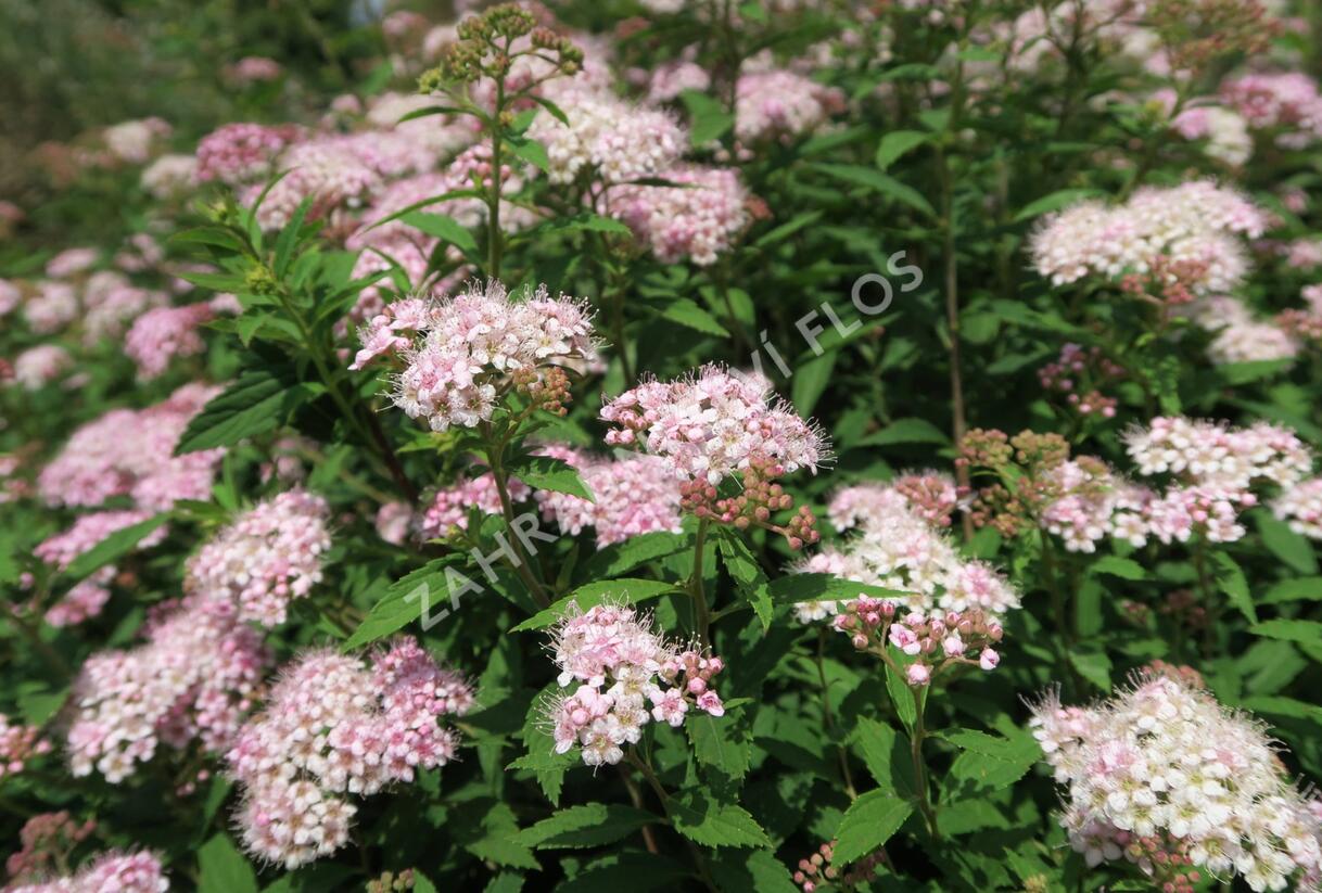 Tavolník japonský 'Alpina' - Spiraea japonica 'Alpina'