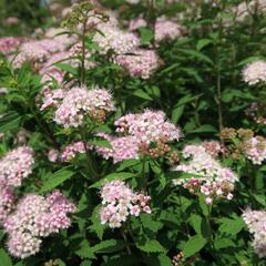 Tavolník japonský 'Alpina' - Spiraea japonica 'Alpina'