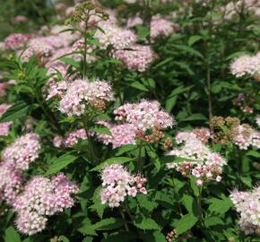 Tavolník japonský 'Alpina' - Spiraea japonica 'Alpina'