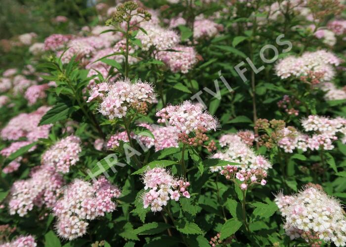 Tavolník japonský 'Alpina' - Spiraea japonica 'Alpina'