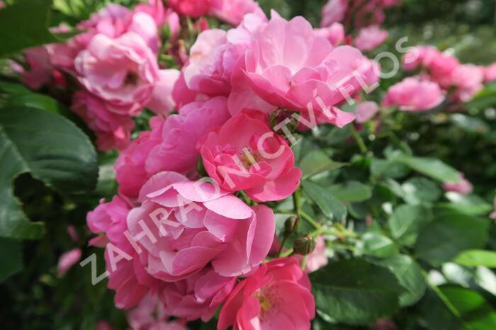Růže mnohokvětá Kordes 'Angela' - Rosa MK 'Angela'