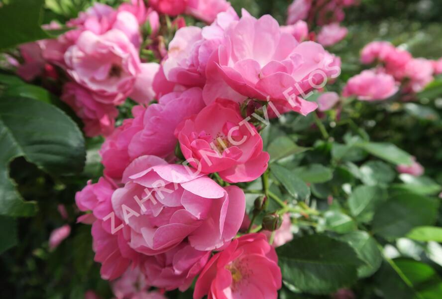 Růže mnohokvětá Kordes 'Angela' - Rosa MK 'Angela'