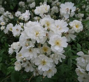 Růže pnoucí 'Bobbie James'