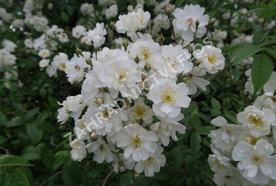 Růže pnoucí 'Bobbie James' - Rosa PN 'Bobbie James'