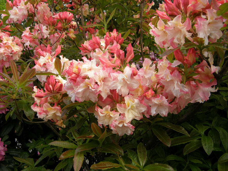 Azalka 'Jack A. Sand' - Azalea (KH) 'Jack A. Sand'