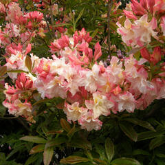 Azalka 'Jack A. Sand' - Azalea (KH) 'Jack A. Sand'