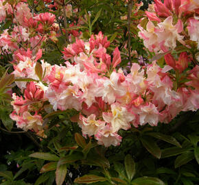 Azalka 'Jack A. Sand' - Azalea (KH) 'Jack A. Sand'