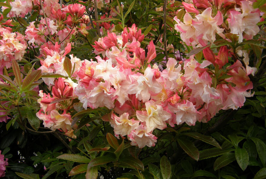 Azalka 'Jack A. Sand' - Azalea (KH) 'Jack A. Sand'