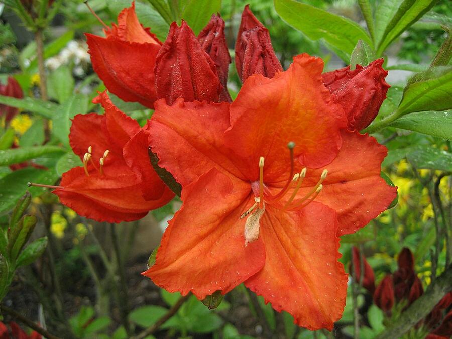 Azalka 'Parkfeuer' - Azalea (KH) 'Parkfeuer'