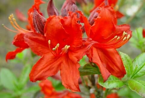 Azalka 'Fireball' - Azalea (KH) 'Fireball'