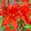 Azalka 'Fireball' - Azalea (KH) 'Fireball'