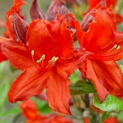Azalka 'Fireball' - Azalea (KH) 'Fireball'