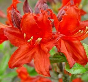 Azalka 'Fireball' - Azalea (KH) 'Fireball'