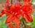 Azalka 'Fireball'