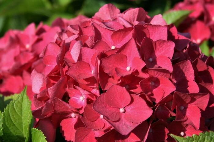 Hortenzie velkolistá 'Red Baron' - Hydrangea macrophylla 'Red Baron'