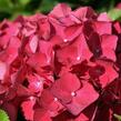 Hortenzie velkolistá 'Red Baron' - Hydrangea macrophylla 'Red Baron'