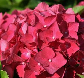 Hortenzie velkolistá 'Red Baron' - Hydrangea macrophylla 'Red Baron'