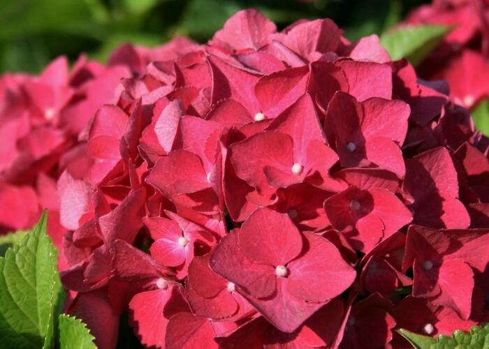 Hortenzie velkolistá 'Red Baron' - Hydrangea macrophylla 'Red Baron'