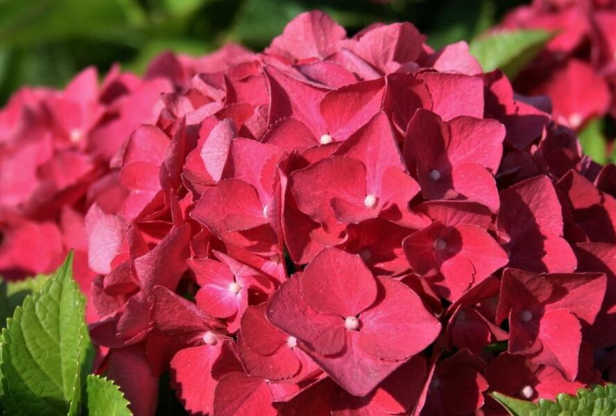 Hortenzie velkolistá 'Red Baron' - Hydrangea macrophylla 'Red Baron'