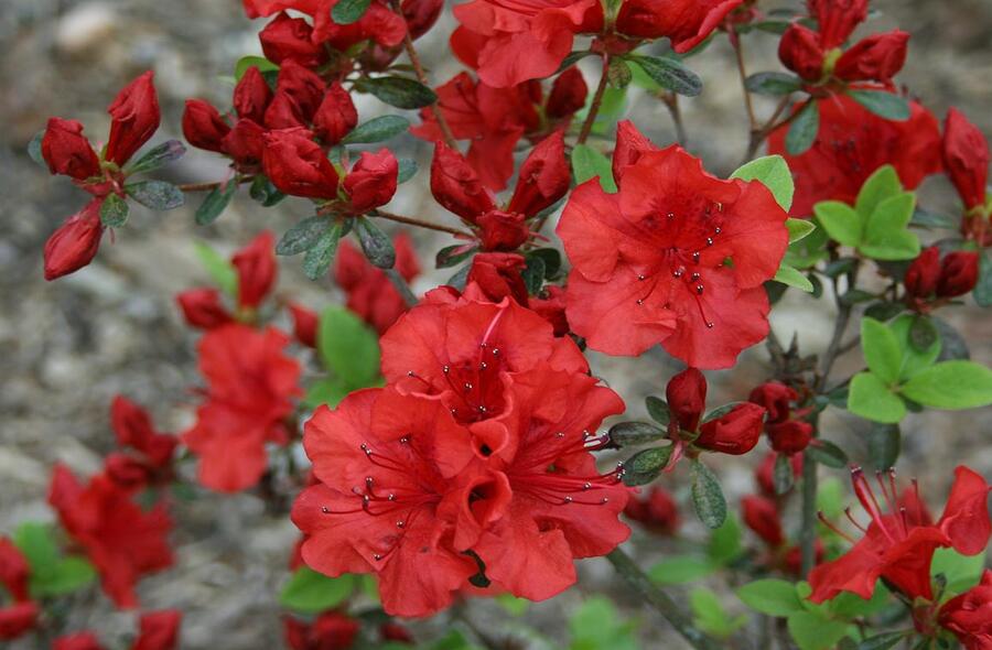 Azalka 'Red' - Azalea (KH) 'Red'