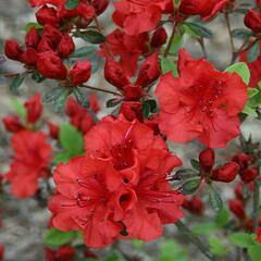 Azalka 'Red' - Azalea (KH) 'Red'
