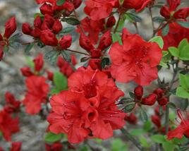 Azalka 'Red'