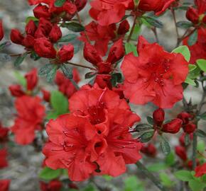 Azalka 'Red' - Azalea (KH) 'Red'