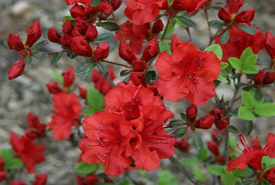 Azalka 'Red' - Azalea (KH) 'Red'