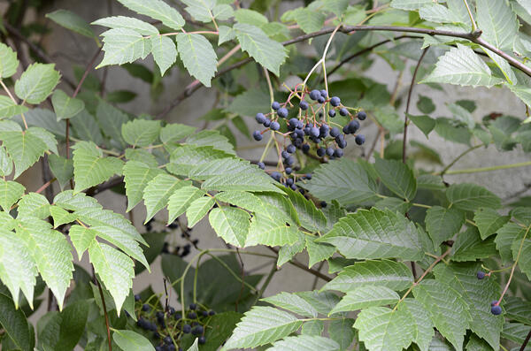 Révovník velkolistý - Ampelopsis megalophylla