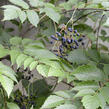 Révovník velkolistý - Ampelopsis megalophylla