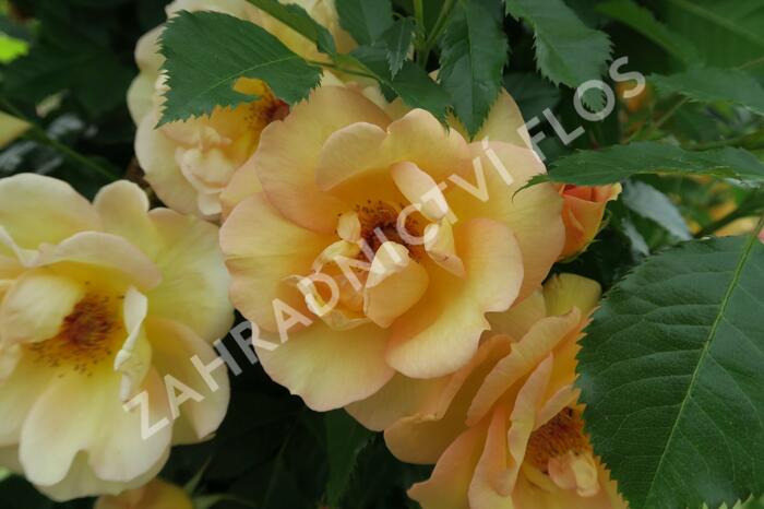 Růže pnoucí Kordes 'Maigold' - Rosa PN 'Maigold'