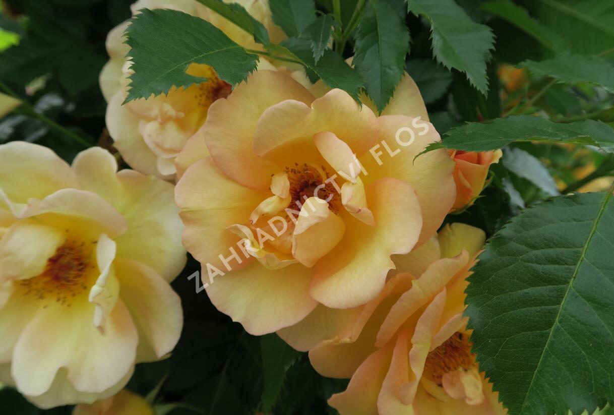 Růže pnoucí Kordes 'Maigold' - Rosa PN 'Maigold'