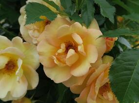 Růže pnoucí Kordes 'Maigold' - Rosa PN 'Maigold'