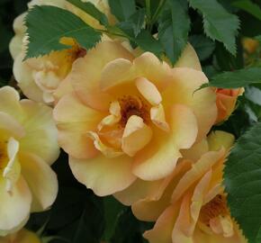 Růže pnoucí Kordes 'Maigold' - Rosa PN 'Maigold'