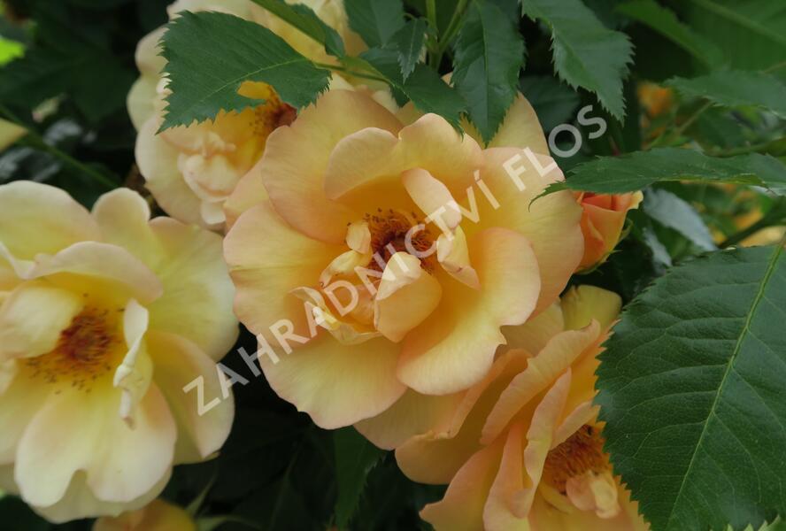 Růže pnoucí Kordes 'Maigold' - Rosa PN 'Maigold'