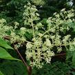 Arálie mandžuská - Aralia mandshurica
