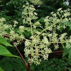 Arálie mandžuská - Aralia mandshurica