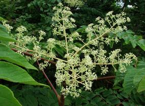 Arálie mandžuská - Aralia mandshurica