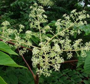 Arálie mandžuská - Aralia mandshurica