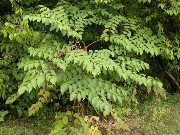 Arálie mandžuská - Aralia mandshurica