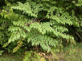 Arálie mandžuská - Aralia mandshurica