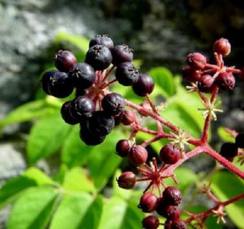 Arálie mandžuská - Aralia mandshurica