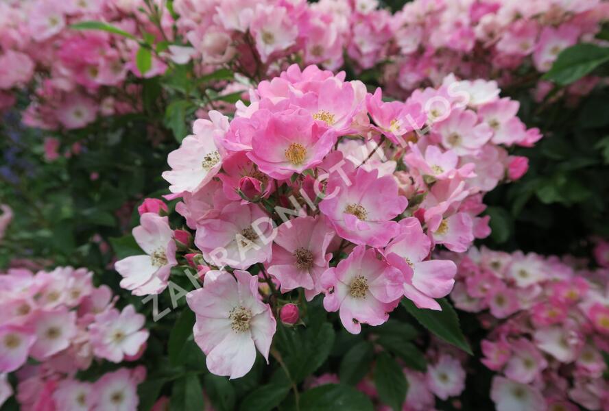 Růže mnohokvětá 'Ballerina' - Rosa MK 'Ballerina'
