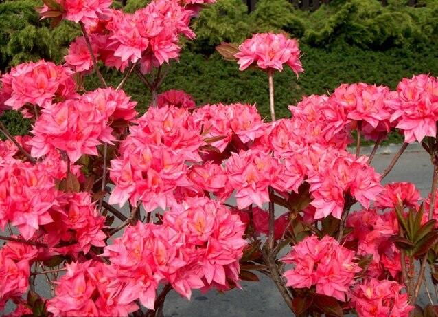 Azalka 'Kilian' - Azalea (KH) 'Kilian'