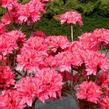 Azalka 'Kilian' - Azalea (KH) 'Kilian'