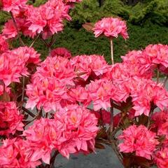 Azalka 'Kilian' - Azalea (KH) 'Kilian'