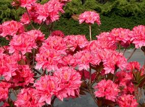 Azalka 'Kilian' - Azalea (KH) 'Kilian'