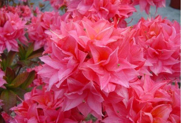 Azalka 'Kilian' - Azalea (KH) 'Kilian'