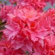 Azalka 'Kilian' - Azalea (KH) 'Kilian'